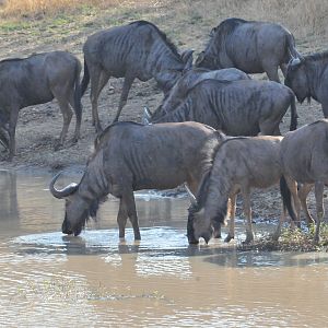 Blue Wildebeest Namibia