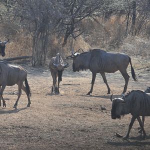 Blue Wildebeest Namibia