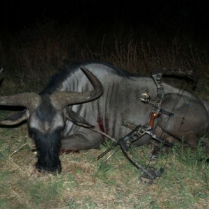 Blue Wildebeest