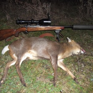 Muntjac Buck