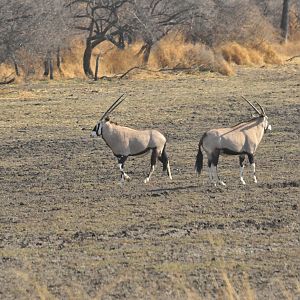 Gemsbok Namibia