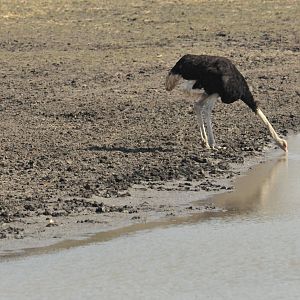 Ostrich Namibia