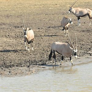 Gemsbok Namibia