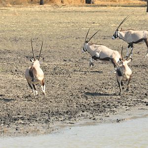 Gemsbok Namibia