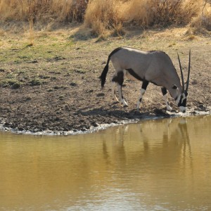 Gemsbok Namibia