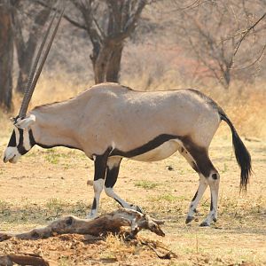 Gemsbok Namibia