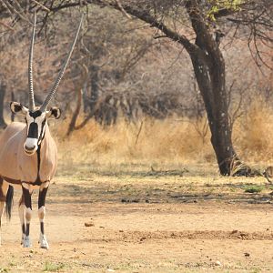 Gemsbok Namibia