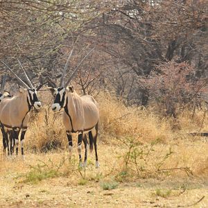 Gemsbok Namibia