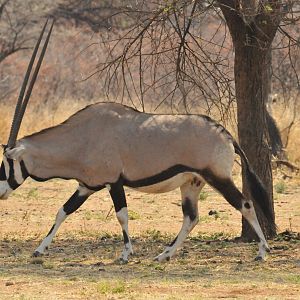 Gemsbok Namibia