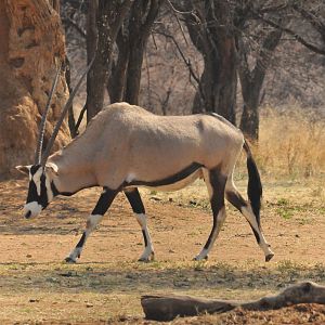 Gemsbok Namibia