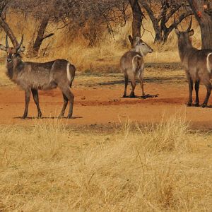 Waterbuck Namibia