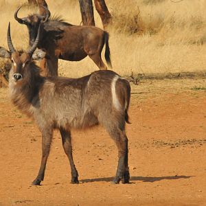 Waterbuck Namibia