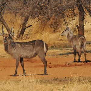 Waterbuck Namibia