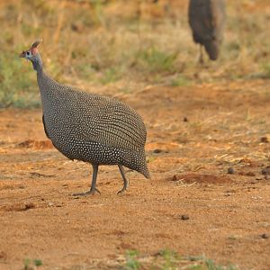 Guineafowl Namibia