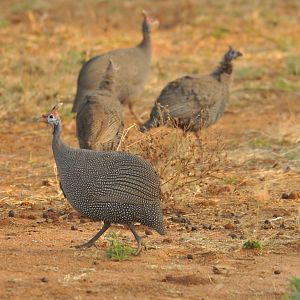 Guineafowl Namibia