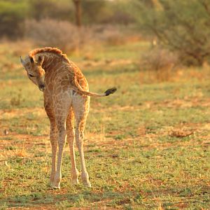 Giraffe Namibia