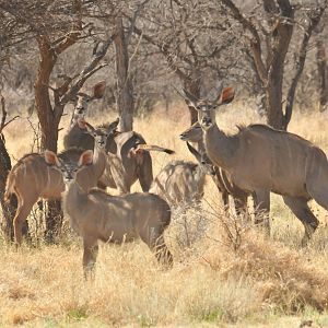 Kudu Namibia