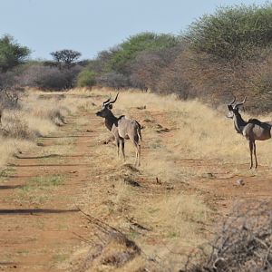 Kudu Namibia