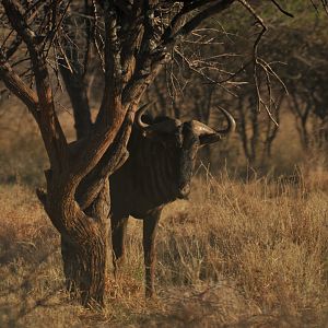 Blue Wildebeest Namibia