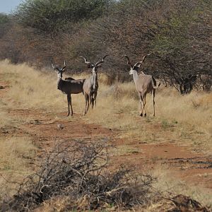 Kudu Namibia