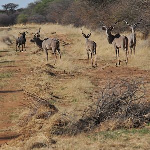 Kudu Namibia