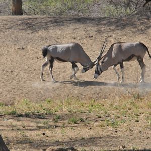 Gemsbok Namibia