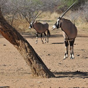 Gemsbok Namibia