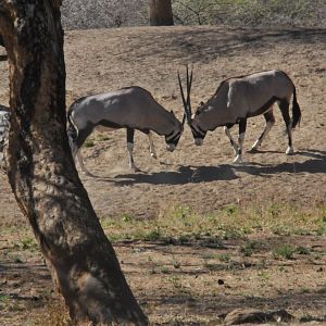 Gemsbok Namibia