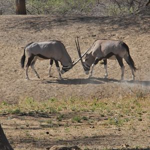 Gemsbok Namibia