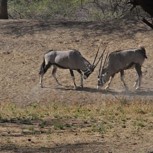 Gemsbok Namibia