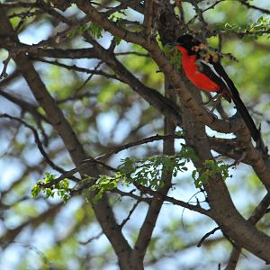 Crimson-breasted Shrike Namibia