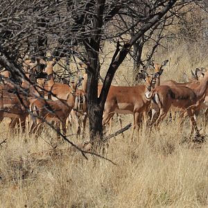 Impala Namibia