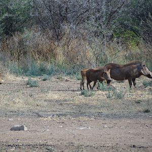 Warthog Namibia