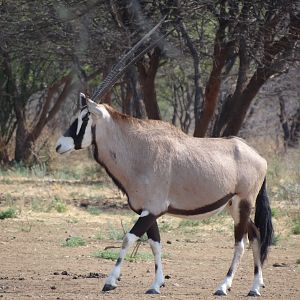 Gemsbok Namibia