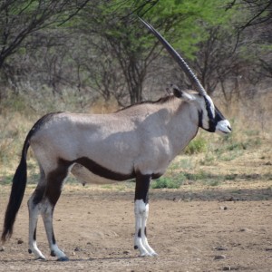 Gemsbok Namibia