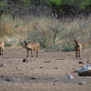 Warthog Namibia