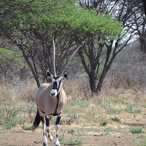 Gemsbok Namibia