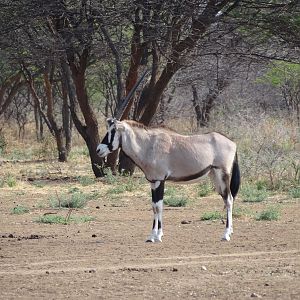 Gemsbok Namibia