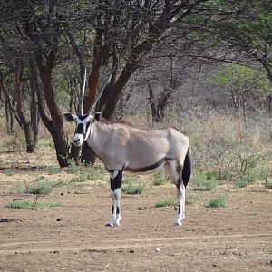 Gemsbok Namibia