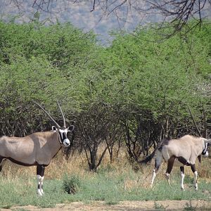 Gemsbok Namibia