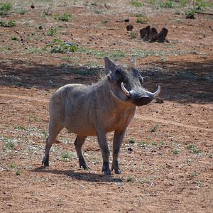 Warthog Namibia