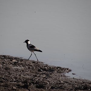 Bird Namibia