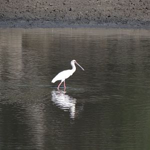 Spatula Namibia