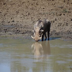 Warthog Namibia