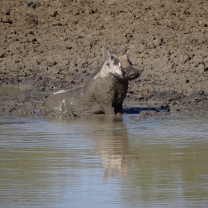 Warthog Namibia