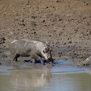 Warthog Namibia