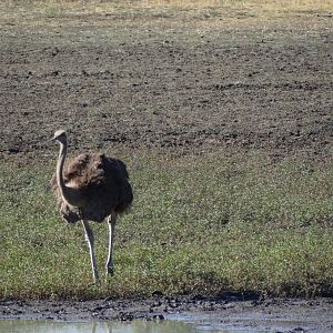 Ostrich Namibia