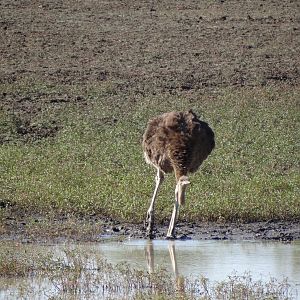 Ostrich Namibia