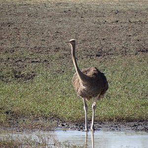 Ostrich Namibia