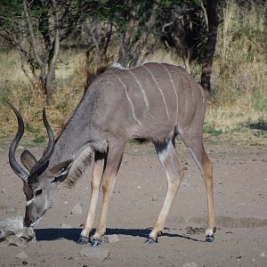 Kudu Namibia